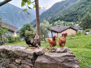 Verdabbio的住宿－達勒米尼亞酒店，三只鸡站在石墙上