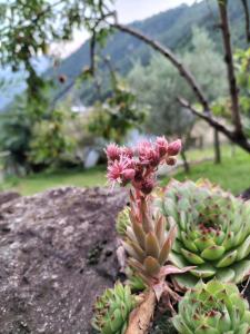 Verdabbio的住宿－達勒米尼亞酒店，岩石上种有粉红色花的绿色植物