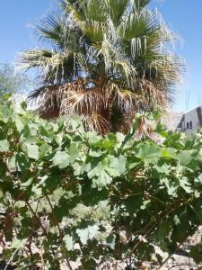 Gallery image of Casa Huerta in Vista Flores