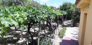 a row of green trees in a garden at MAMAKU HUASI in Cafayate