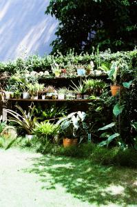 a group of potted plants in a garden at Civil Life Tainan in Tainan