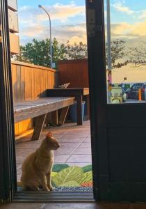 a cat sitting on a rug in front of a door at 南灣陽光皮小妞 Pii hostel in Nanwan