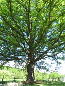 a large tree in the middle of a field at Atelier natur'L Les ronzieres in Saint-Paul-dʼUzore +4 photos