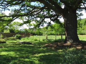 un árbol en medio de un campo con una valla en GITE BUCOLIQUE LES RONZIERES, en Saint-Paul-dʼUzore