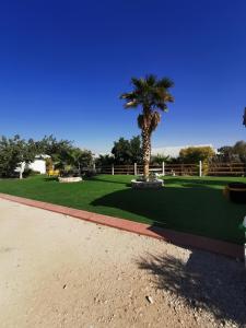 a palm tree in a park with a green field at חאן במדבר ארץ ירוקה in Almog