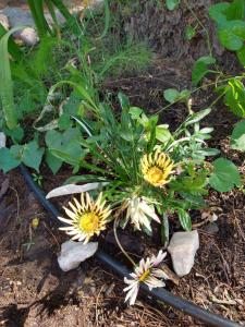 a plant with yellow flowers on the ground at La Diamantina, Hospedaje Holistico in San Marcos Sierras