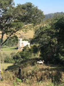 un homme debout dans un champ avec deux chevaux dans l'établissement Hotel Fazenda Castelo Santa Clara, à Lavrinhas