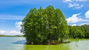a large tree on an island in the water at Вила Теkето I Vila Teketo Family Guest House in Nikolovo