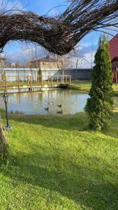 トヴェリにあるГостевой дом Кривцовоの池泳ぐアヒル群