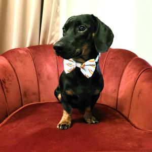 a dog wearing a bow tie sitting on a red chair at Harlingford Hotel in London