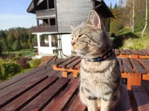 Pet ou pets ficando com hóspedes em Wiślany Raj