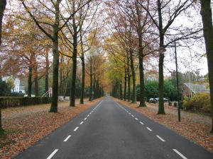 an empty road with trees on either side at Meneer Pos in Velp