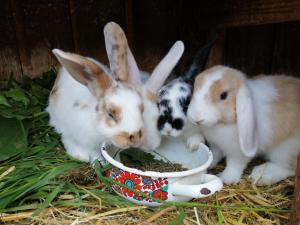 un grupo de conejos comiendo comida de un tazón en Gutzingerhof en Bad Kleinkirchheim