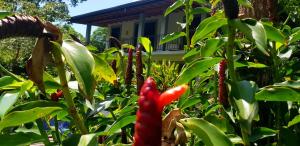un jardin avec des plantes rouges et une maison en arrière-plan dans l'établissement il Frangipane, à Sigirîya