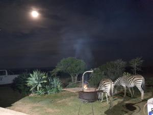 Twee zebra's die 's nachts eten uit een mand. bij Kudu Ridge Game Lodge in Addo