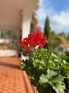 uma flor vermelha num vaso numa varanda em Casa Zawadi em Mijas