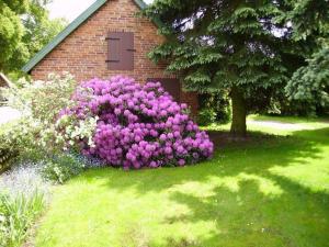 a bush of purple flowers in front of a building at Landblick in Nahrendorf