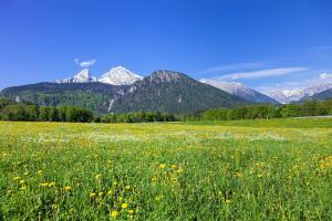 un champ de fleurs avec des montagnes en arrière-plan dans l'établissement Ferienwohnung Triembachhof, à Schönau am Königssee