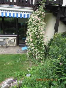 um arbusto com flores brancas ao lado de uma casa em Ferienwohnung Troglauer em Letzau