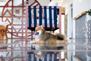 
Pet or pets staying with guests at Aliv stone suites & spa
