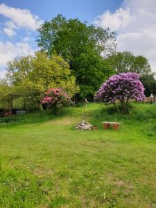 ein Feld mit zwei Büschen mit lila Blumen in der Unterkunft La fermette - chambres d'hôtes dans environnement calme et arboré in Saint-Jean-des-Baisants