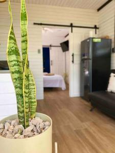 a green plant in a pot in a room at Hoja Azul Loft Guanacaste in Hojancha