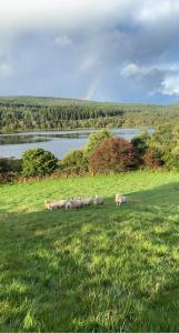 a herd of sheep laying in a field next to a lake at Fauld O Wheat Shepherds Hut , Loch Ken ,Off Grid in Castle Douglas