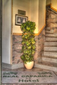 a plant in a pot next to a staircase at Real Caparica Hotel in Costa da Caparica