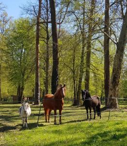 un groupe de chevaux debout dans un champ dans l'établissement Les Sabots du Parc, à Ermenonville