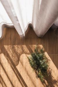 a plant sitting on a wooden floor with a curtain at Encanto Agriturismo & Private SPA in Visogliano