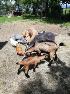 um grupo de cabras e frangos num campo em Le Bellevue em Dolomieux