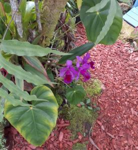 Paradise Cottage at Anthurium Hale外面的花园