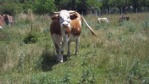 Altri animali domestici presso l'affittacamere o nei dintorni