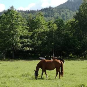 a brown horse grazing in a field of grass at Domek Bobrowe Zacisze 3 in Janowice Wielkie