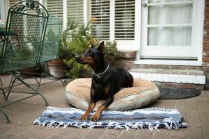 un perro sentado en una cama de perro en un porche en Carmel Garden Inn, en Carmel