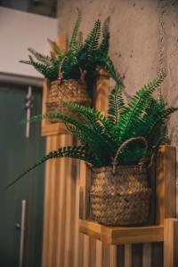 two potted plants sitting on a wooden shelf at APARTASUITES 21 A in Pereira
