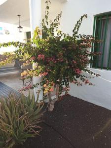 Zahrada ubytování Casa Su Lanzarote