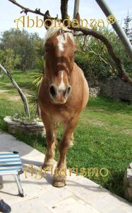 un cheval brun debout dans l'herbe à côté d'une chaise dans l'établissement Room in BB - Abbondanza The Farm House, à Alberobello