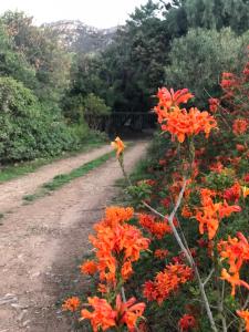uma estrada de terra com flores de laranja em Watermill Studios em Gordonʼs Bay
