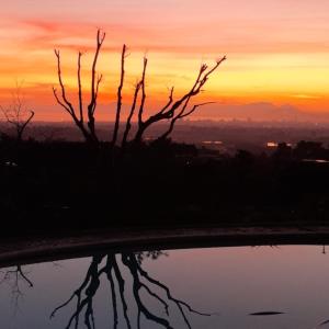 a silhouette of a tree in front of a sunset at Watermill Studios in Gordonʼs Bay
