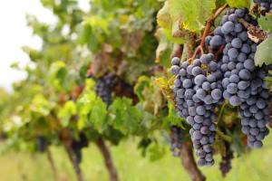 a bunch of purple grapes hanging from a tree at Chez Vous French Cottage - Pokolbin Hunter Valley! in Pokolbin