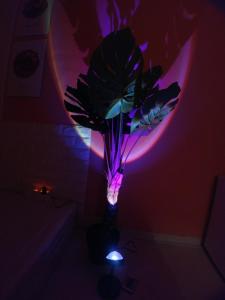 Foto Soulis asuva majutusasutuse Spring Light galeriist