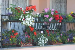 Zahrada ubytování Balcone Fiorito