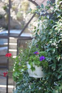 Zahrada ubytování Balcone Fiorito