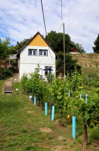 a house with a row of apple trees in a yard at Szőlőskert Vendégház in Baj