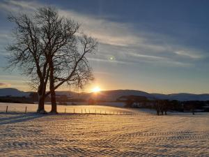 a tree in a field with the sunset in the background at The Granary at Tinto Retreats, Biggar is a gorgeous 3 bedroom Stone cottage in Wiston