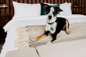 um cão sentado em cima de uma cama em Surety Hotel em Des Moines
