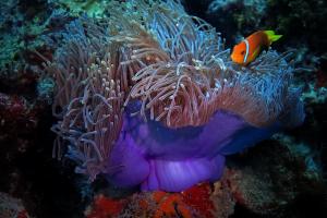 Altri animali domestici presso l'affittacamere o nei dintorni