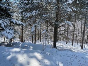 un chemin enneigé dans une forêt plantée d'arbres dans l'établissement Ferienhaus in Niederösterreich mit 3 Apartments mitten im Wald, à Feichtenbach