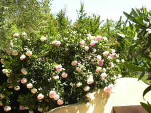 een bos roze rozen op een struik bij La Bergerie in Plan-de-la-Tour